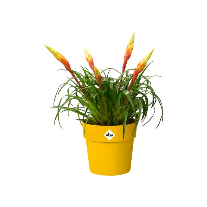 b.for original rund rollen 35cm ocker